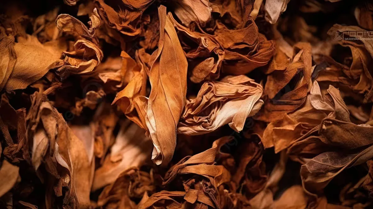Hoja de Tabaco